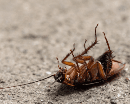 Pest Control Solutions